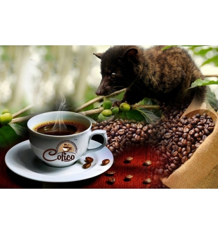 Cà Phê Hạt Rang- Arabica Cầu Đất