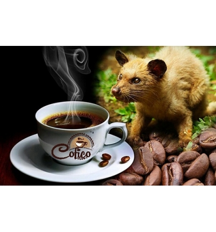 Cà Phê Hạt Robusta